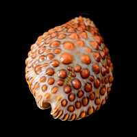 jenneria pustulata 5-2019 9501